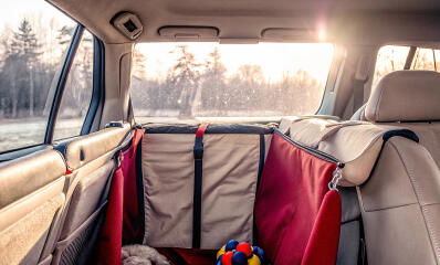 Die besten Tipps für den sicheren Transport von Tieren im Auto